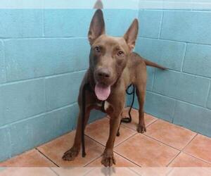 American Pit Bull Terrier-German Shepherd Dog Mix Dogs for adoption in Downey, CA, USA