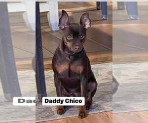 Father of the Miniature Pinscher puppies born on 01/06/2024