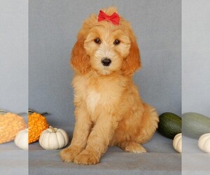 Goldendoodle Puppy for sale in MILLERSBURG, OH, USA