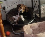 Small #12 Beagle