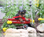 Small #5 Yorkshire Terrier