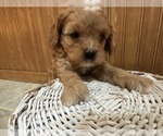 Small Photo #13 Cavapoo (Miniature) Puppy For Sale in GREENWOOD, WI, USA