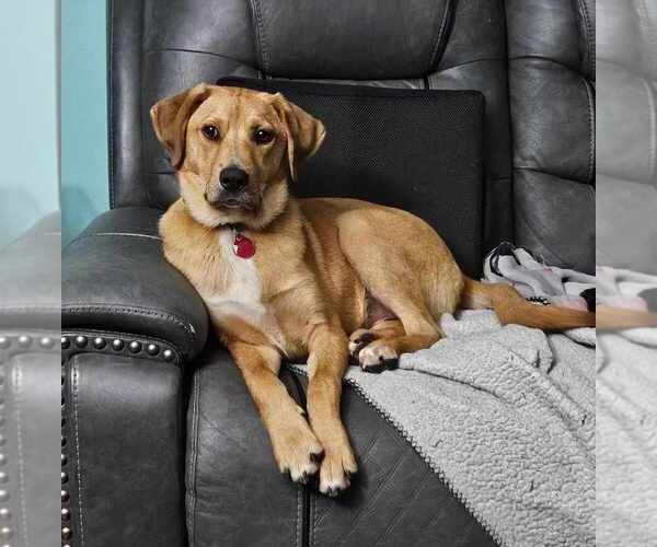 Medium Photo #10 Mutt Puppy For Sale in Boston, MA, USA