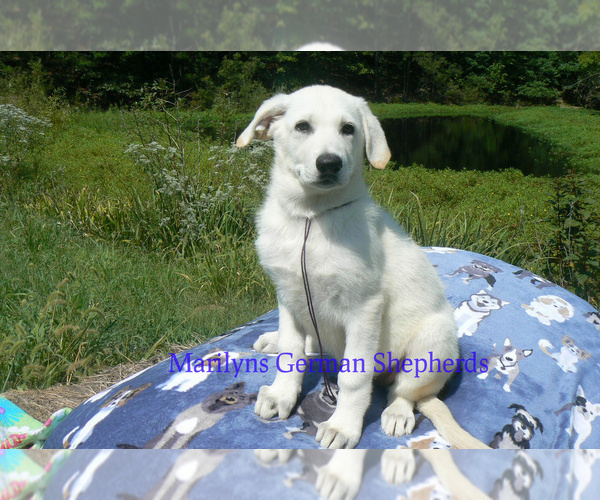 Medium Photo #6 German Shepherd Dog Puppy For Sale in PIEDMONT, MO, USA