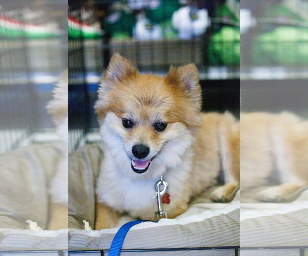 Medium Photo #9 Chiranian Puppy For Sale in McKinney, TX, USA