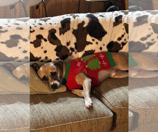 Medium Photo #8 Boxer-Unknown Mix Puppy For Sale in Webster, WI, USA