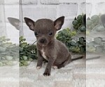 Small #18 Chihuahua
