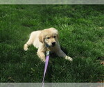 Small #5 Golden Retriever
