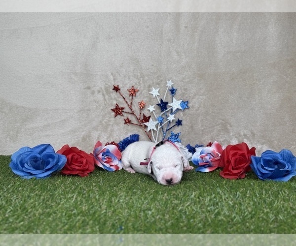 Medium Photo #5 Dalmatian Puppy For Sale in FORT WORTH, TX, USA
