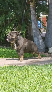 Medium Photo #1 English Bulldog Puppy For Sale in HEMET, CA, USA