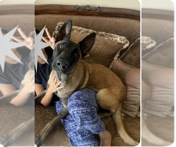 Medium Photo #4 Mutt Puppy For Sale in Imlay City, MI, USA