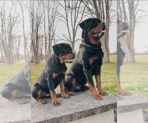 Father of the Rottweiler puppies born on 10/15/2025