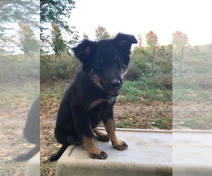 German Shepherd Dog Puppy for sale in BOWLING GREEN, KY, USA