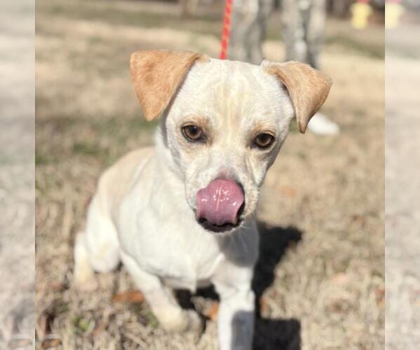 Medium Photo #1 Chihuahua-Unknown Mix Puppy For Sale in Yardley, PA, USA