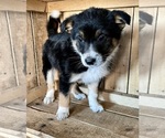 Small Photo #3 Australian Shepherd Puppy For Sale in CHESTERFIELD, MI, USA