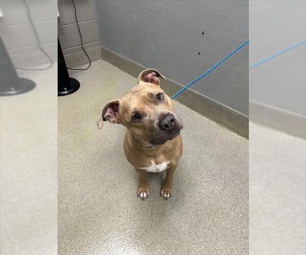 Medium Photo #1 Mutt Puppy For Sale in Las Vegas, NV, USA