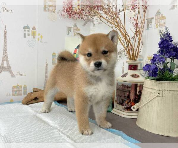 Medium Photo #3 Shiba Inu Puppy For Sale in SAN FRANCISCO, CA, USA