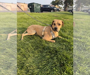 Junior - Male Rhodesian Ridgeback-Unknown Mix Dog for Adoption - Photo #3