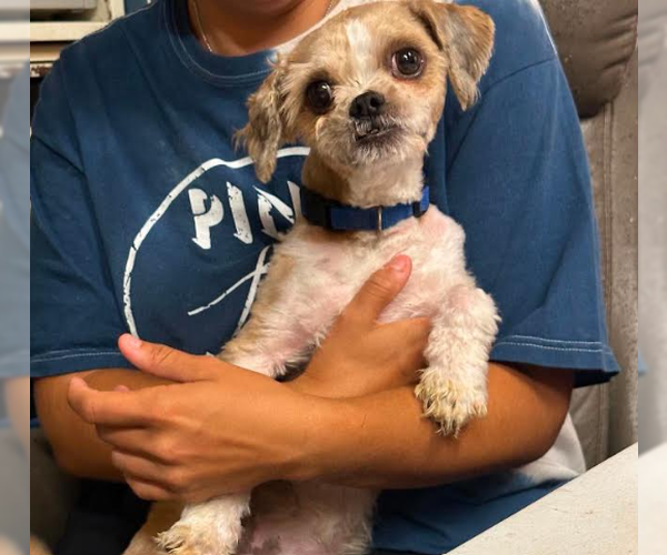 Medium Photo #2 Shih Tzu-Unknown Mix Puppy For Sale in Cranston, RI, USA