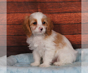 Cavapoo Puppy for sale in PENNS CREEK, PA, USA