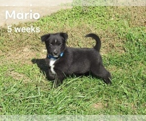 Border Collie Puppy for sale in FREDERICKSBG, OH, USA