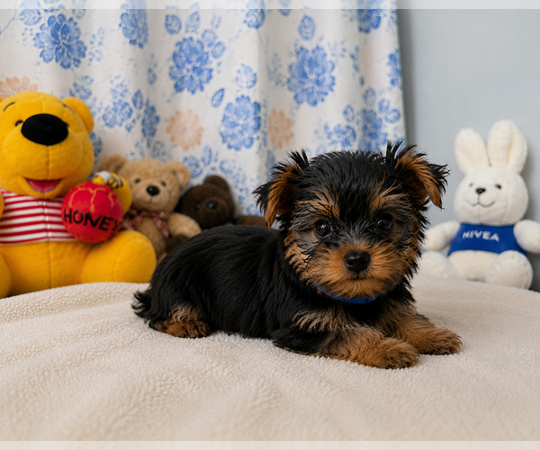 Medium Photo #4 Yorkshire Terrier Puppy For Sale in DURHAM, CT, USA