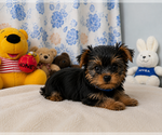Small #3 Yorkshire Terrier