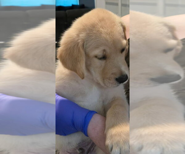 Medium Photo #5 Great Dane-Labrador Retriever Mix Puppy For Sale in Bullard, TX, USA