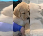 Small #4 Great Dane-Labrador Retriever Mix