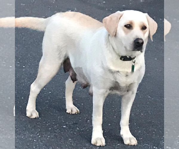 Medium Photo #1 Labrador Retriever Puppy For Sale in RONKS, PA, USA