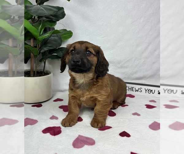 Medium Photo #4 Dachshund Puppy For Sale in FRANKLIN, IN, USA
