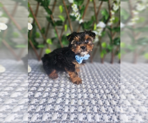 Medium Photo #2 Morkie-Yorkshire Terrier Mix Puppy For Sale in INDIANAPOLIS, IN, USA