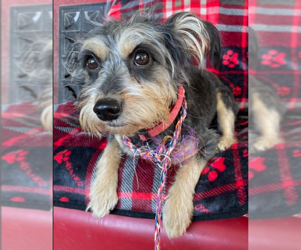 Medium Photo #5 Mutt Puppy For Sale in Cranston, RI, USA