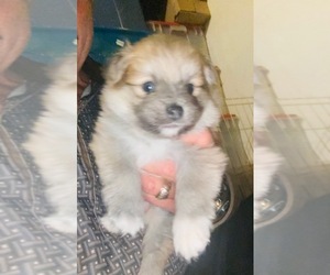 Pomeranian Puppy for sale in COLORADO SPRINGS, CO, USA