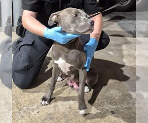 American Staffordshire Terrier-Unknown Mix Dogs for adoption in San Antonio, TX, USA
