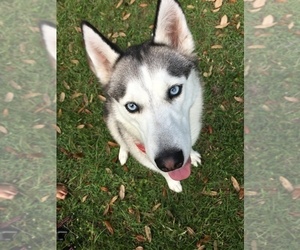 Siberian Husky Litter for sale in WAUCHULA, FL, USA
