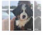 Small #5 Bernese Mountain Dog-Cockapoo Mix