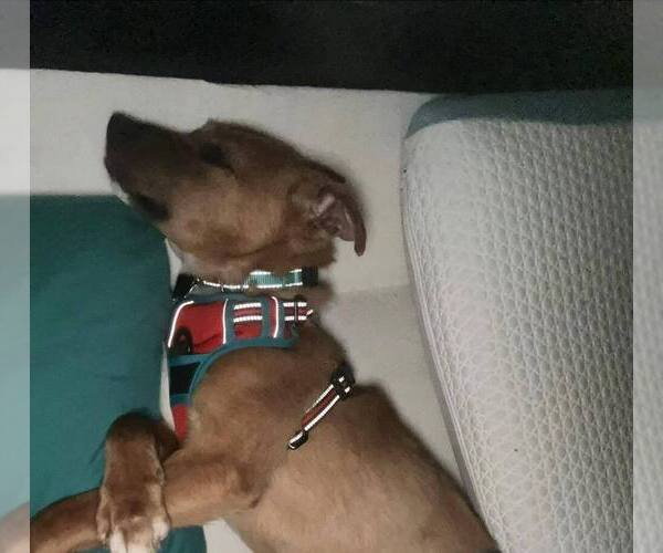 Medium Photo #6 Mutt Puppy For Sale in Mundelein, IL, USA