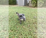 Small #6 Faux Frenchbo Bulldog