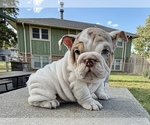 Jinx - Female Bulldog Puppy for Sale - Photo #4