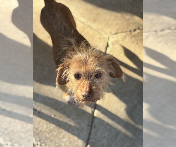 Medium Photo #1 Mutt Puppy For Sale in Milpitas, CA, USA