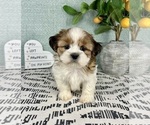 Small #2 Shih Tzu