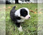Small #4 Miniature Australian Shepherd