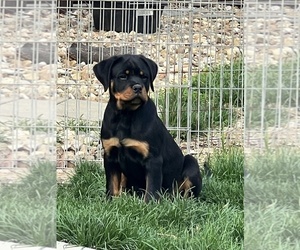 Rottweiler Puppy for sale in BUCYRUS, OH, USA