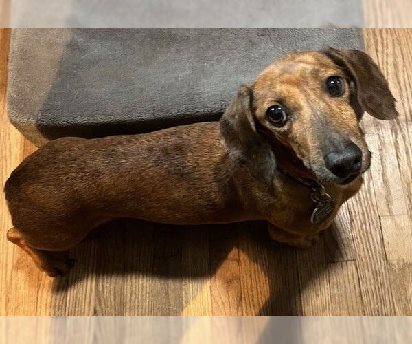 Medium Photo #2 Dachshund Puppy For Sale in St. Louis Park, MN, USA