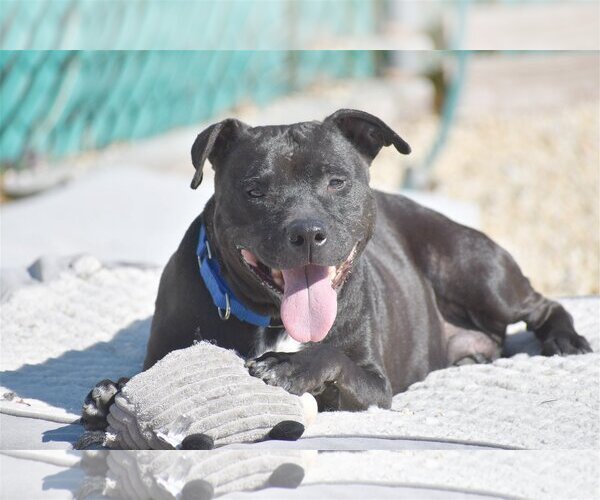 Medium Photo #2 Labrador Retriever-Unknown Mix Puppy For Sale in Spring Lake, NJ, USA