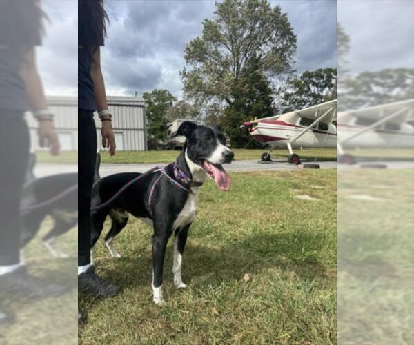 Medium Photo #2 Labrador Retriever-Unknown Mix Puppy For Sale in Derwood, MD, USA