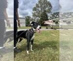 Small #1 Labrador Retriever Mix