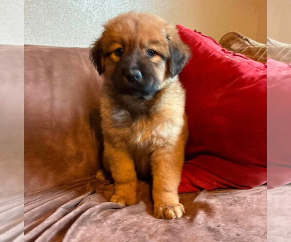 Medium Photo #4 Labrador Retriever-Unknown Mix Puppy For Sale in Canton, CT, USA