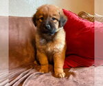 Small #3 Labrador Retriever Mix